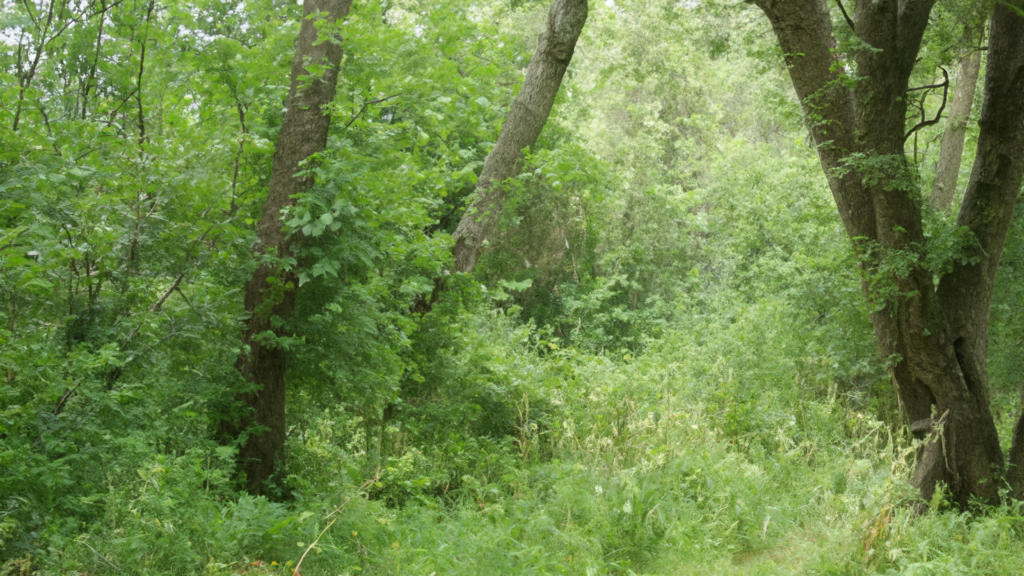 Adobe Ps 2024 Firefly AI generated image with content credentials